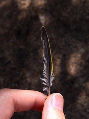 Chloris chloris aurantiiventris