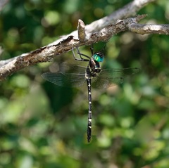Macromia pacifica × taeniolata