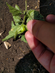 Physalis heterophylla