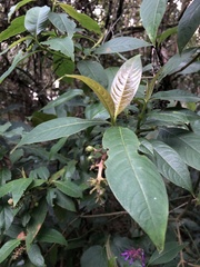 Palicourea latifolia