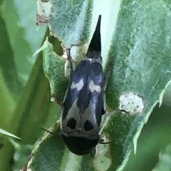 Glipa oculata
