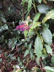 Palicourea latifolia