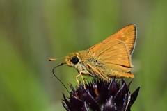 Hesperia meskei straton