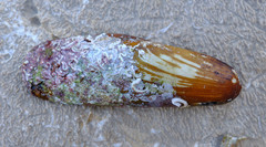 Lithophaga lithophaga