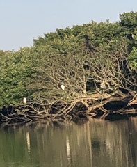 Nycticorax nycticorax
