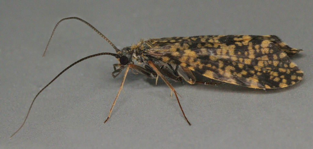 yellow spotted sedge