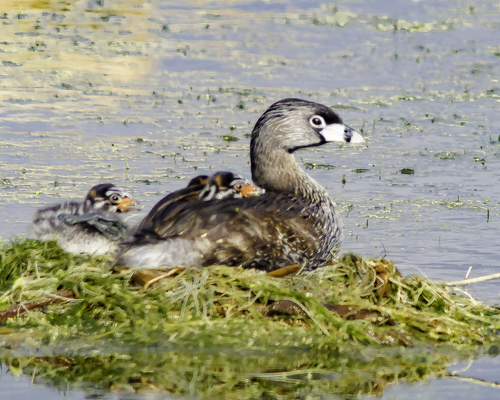 Pied-billed Grebe, photo 3 of 8