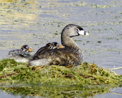 Pied-Billed Grebe photo 5