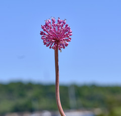 Allium commutatum