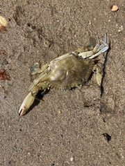 Callinectes sapidus