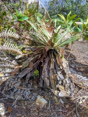 Espeletia corymbosa