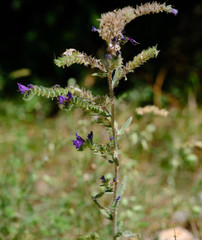 Echium vulgare pustulatum