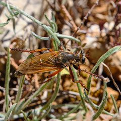 Dasypogon