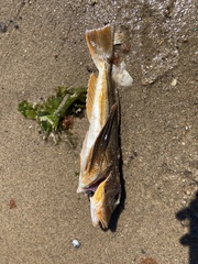 Prionotus evolans