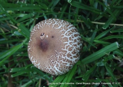 Macrolepiota colombiana
