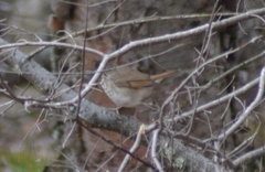 Catharus guttatus faxoni