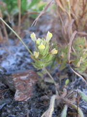 Castilleja victoriae