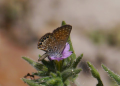 Brephidium pseudofea