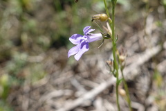 Lobelia gattingeri