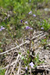 Lobelia gattingeri