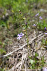 Lobelia gattingeri