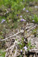 Lobelia gattingeri