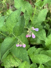 Symphytum × uplandicum