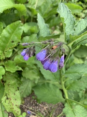 Symphytum × uplandicum