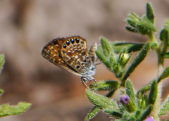 Brephidium pseudofea