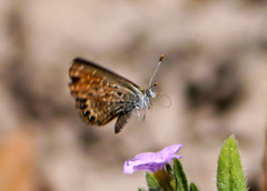 Brephidium pseudofea