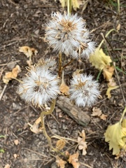 Cacaliopsis nardosmia