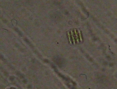 Scenedesmaceae