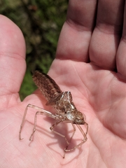 Anax longipes