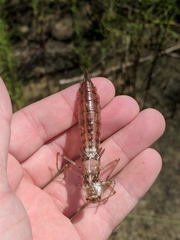 Anax longipes