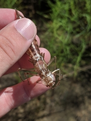 Anax longipes