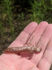 Anax longipes