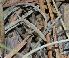 Yersiniops solitarius