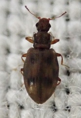 Latridiinae