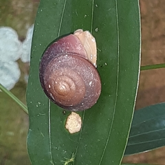 Quantula