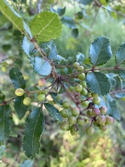 Zanthoxylum hirsutum