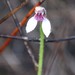 Eriochilus scaber scaber - Photo (c) Morgan Lythe, some rights reserved (CC BY-NC), uploaded by Morgan Lythe