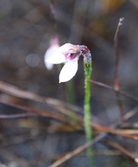 Eriochilus scaber scaber