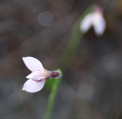 Eriochilus scaber scaber