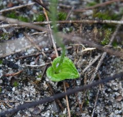 Eriochilus scaber scaber