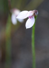 Eriochilus scaber scaber