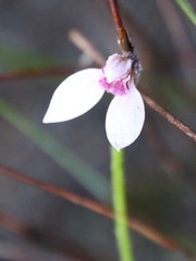 Eriochilus scaber scaber