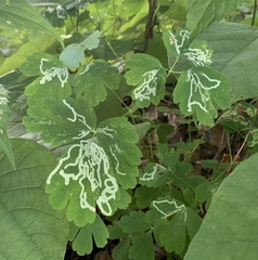 Phytomyza minuscula group