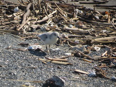 Calidris alba