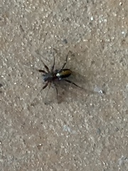 Castianeira descripta