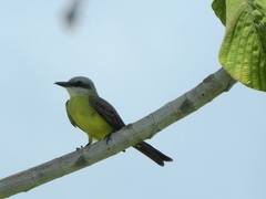 Tyrannus albogularis